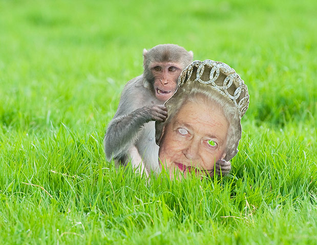 Hail the Queen- Monkey Party
